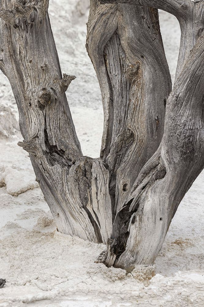 Dead tree-Canary Spring-Mammoth Hot Springs-Yellowstone National Park-Wyoming